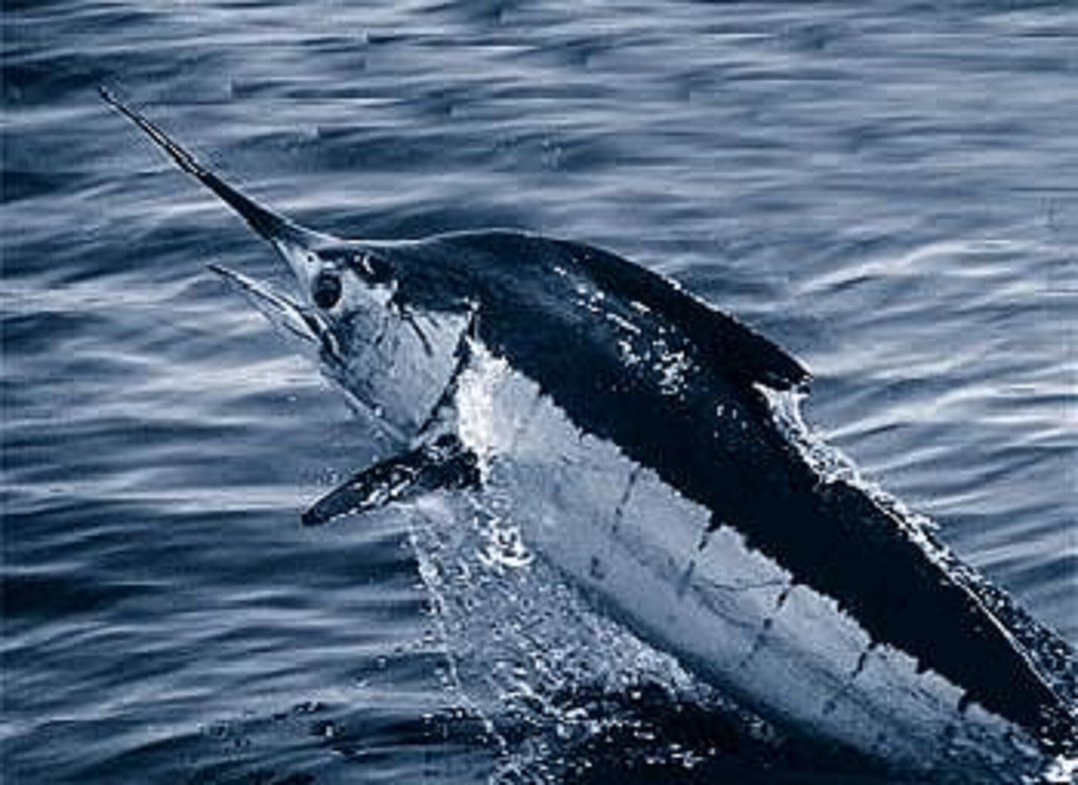 Pêche Sportive