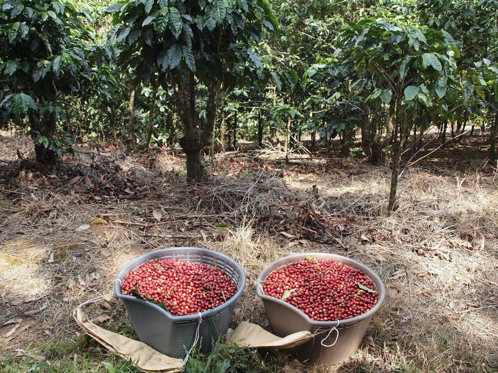BriBri Indigenous, Chocolate & Waterfall