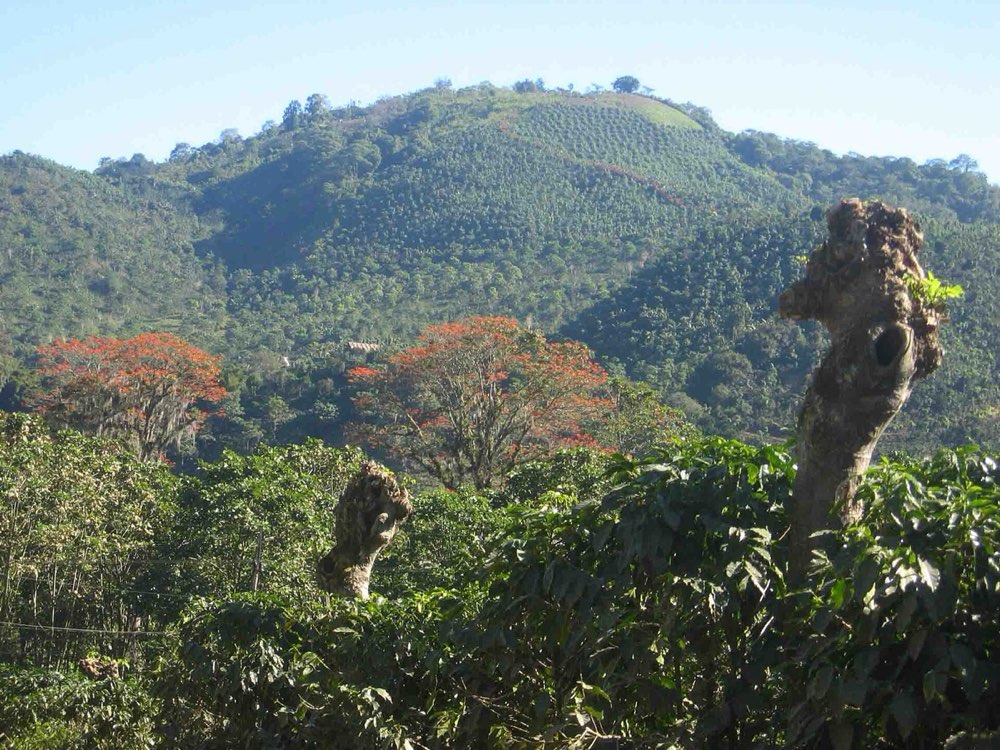 Doka Coffee Experience Tour