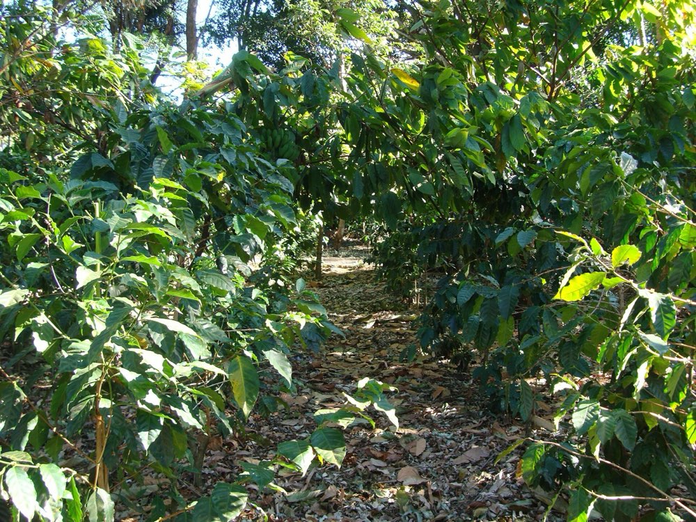 Coffee Tour + Poás Volcano