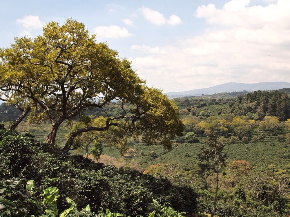 Caribeans Chocolate Forest Experience