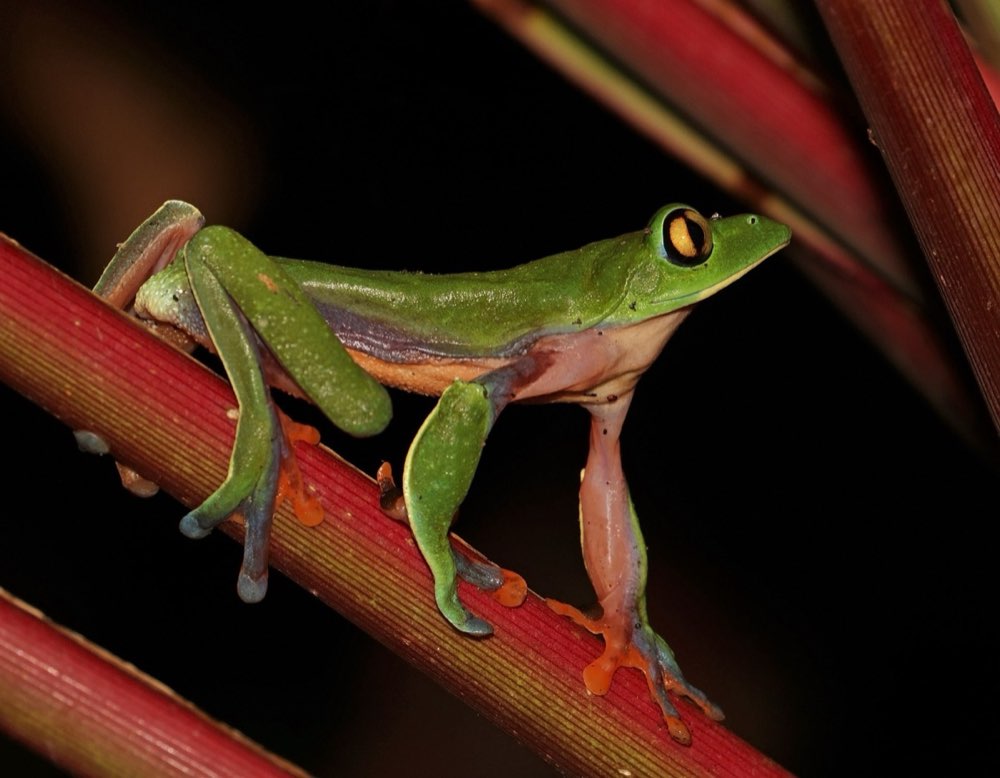 Frosch-Nachtwanderung