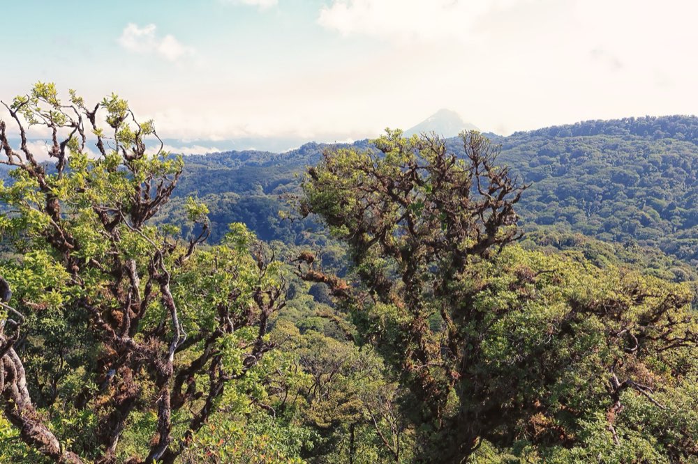Palo Verde Bootssafari
