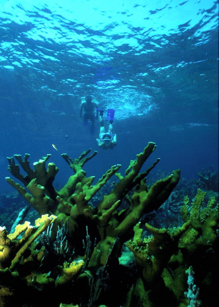 Caño Island Snorkel · Bahía Aventuras