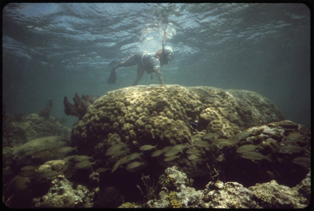 Caño Island Snorkeling