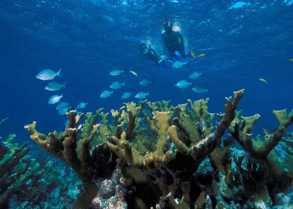 Caño Island Diving
