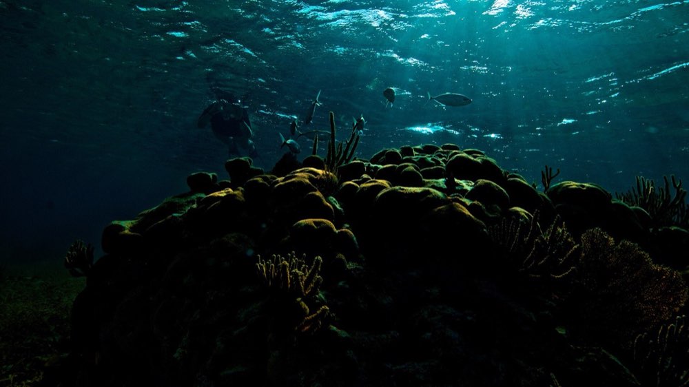Caño Island Snorkel · Ballena Tour CR