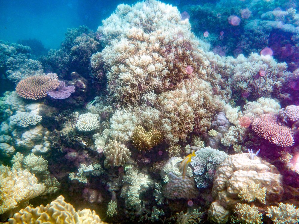 Caño Island Snorkel · Dolphin Tour CR
