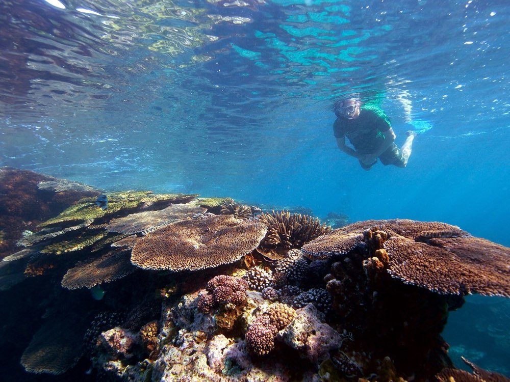 Cahuita Snorkel & Rainforest Hike