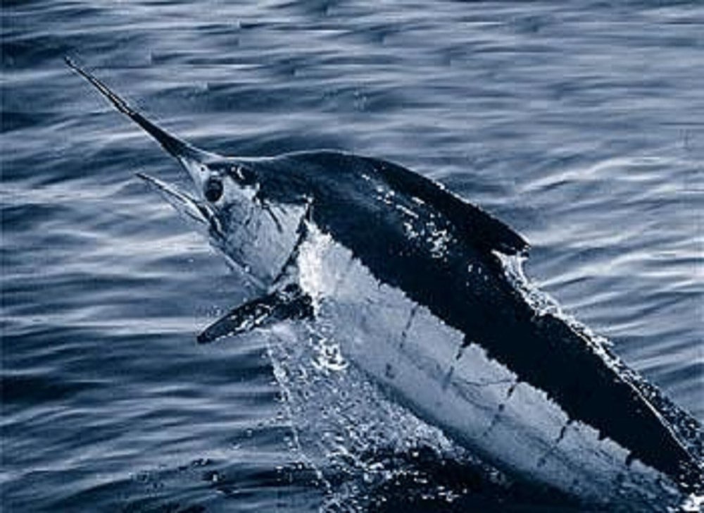 Küstennaher Halbtags-Charter