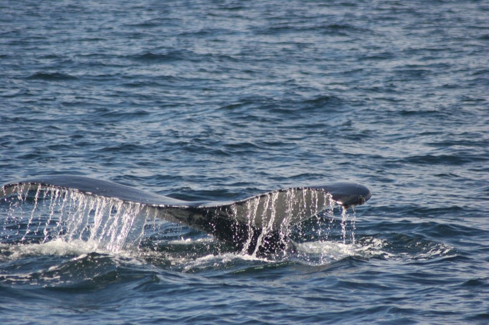 Whale & Dolphin Combo
