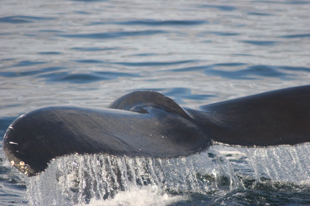 Uvita Whale & Dolphin Eco-Cruise