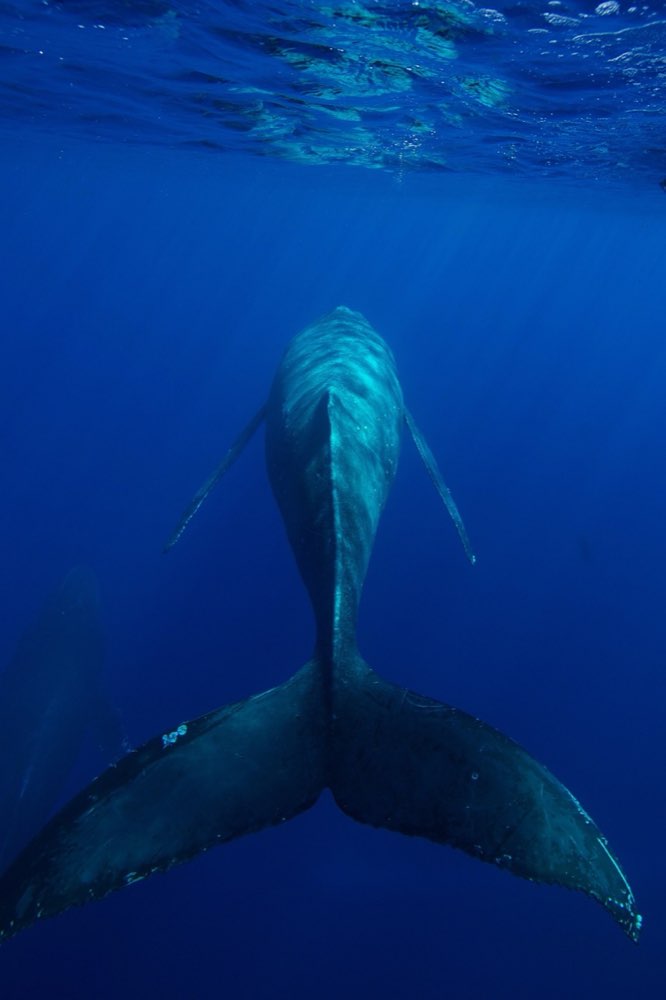 Morning Whale & Dolphin Watching