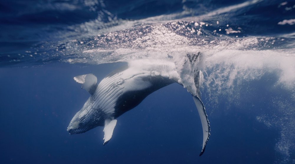 Drake Bay Whale Watching