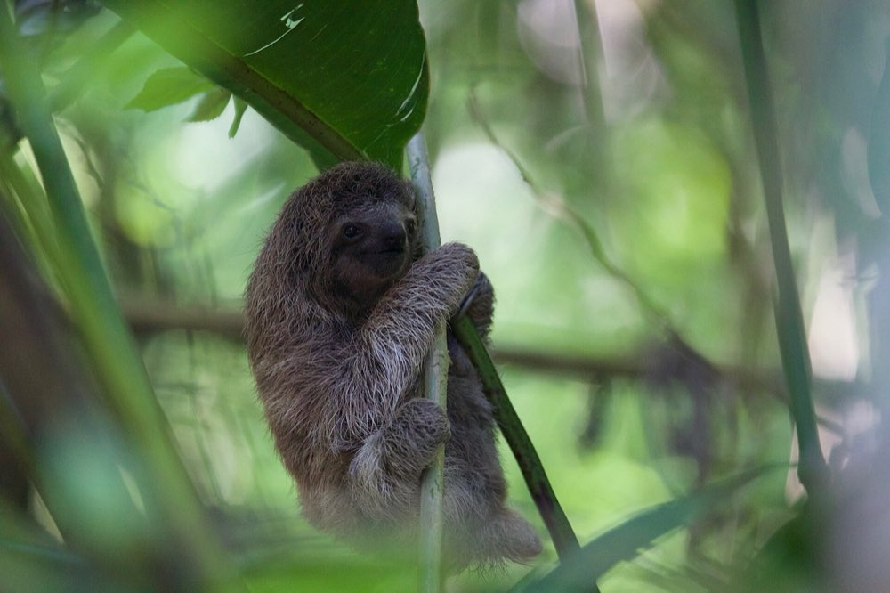 Carara Nationalpark Vogelbeobachtung
